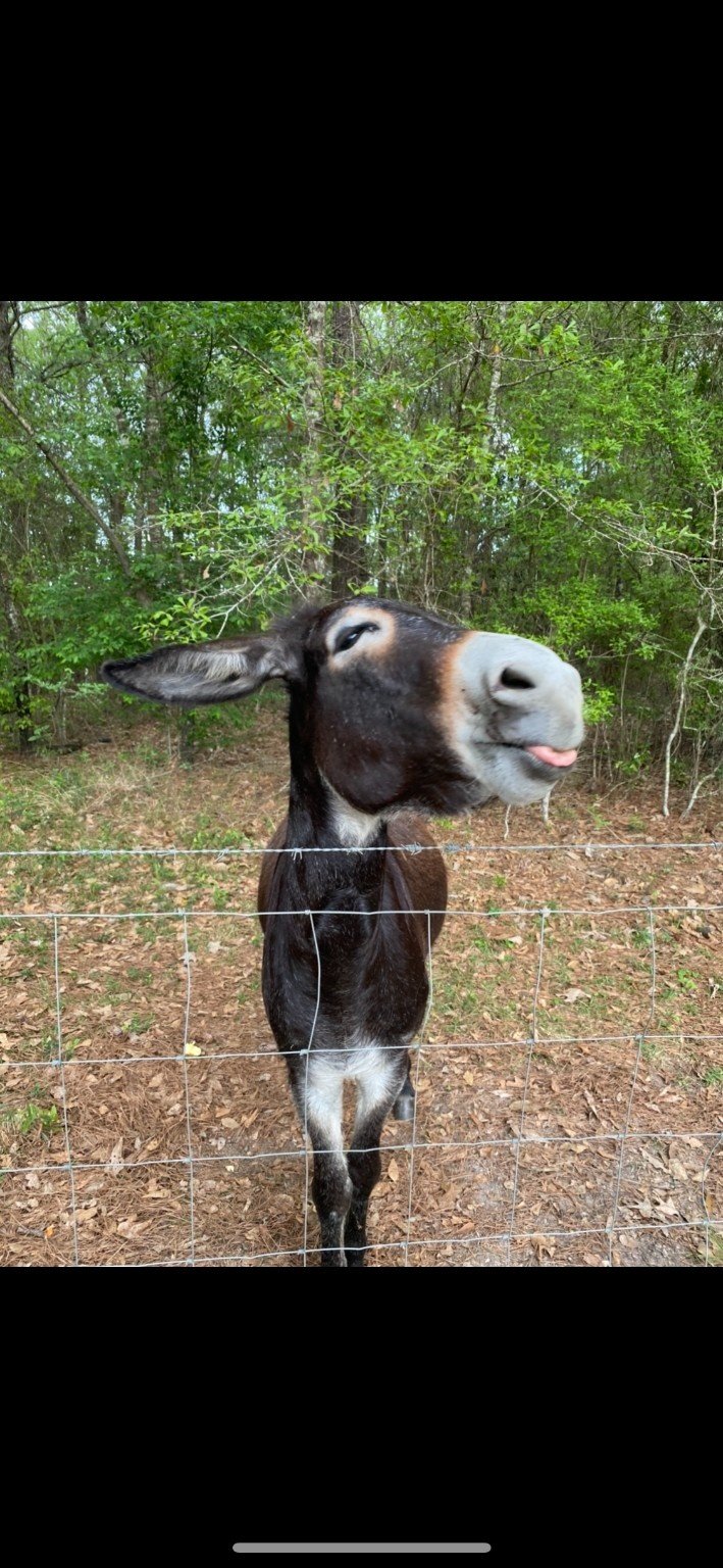 Sharp Ass Mule Jack sticking his tongue out